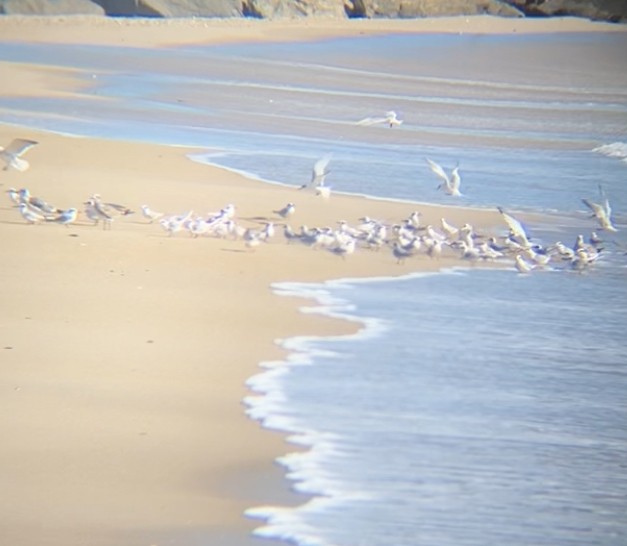 Forster's Tern - ML644106901