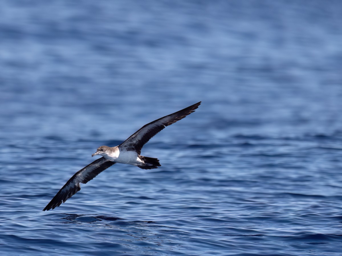 Wedge-tailed Shearwater - ML644106915