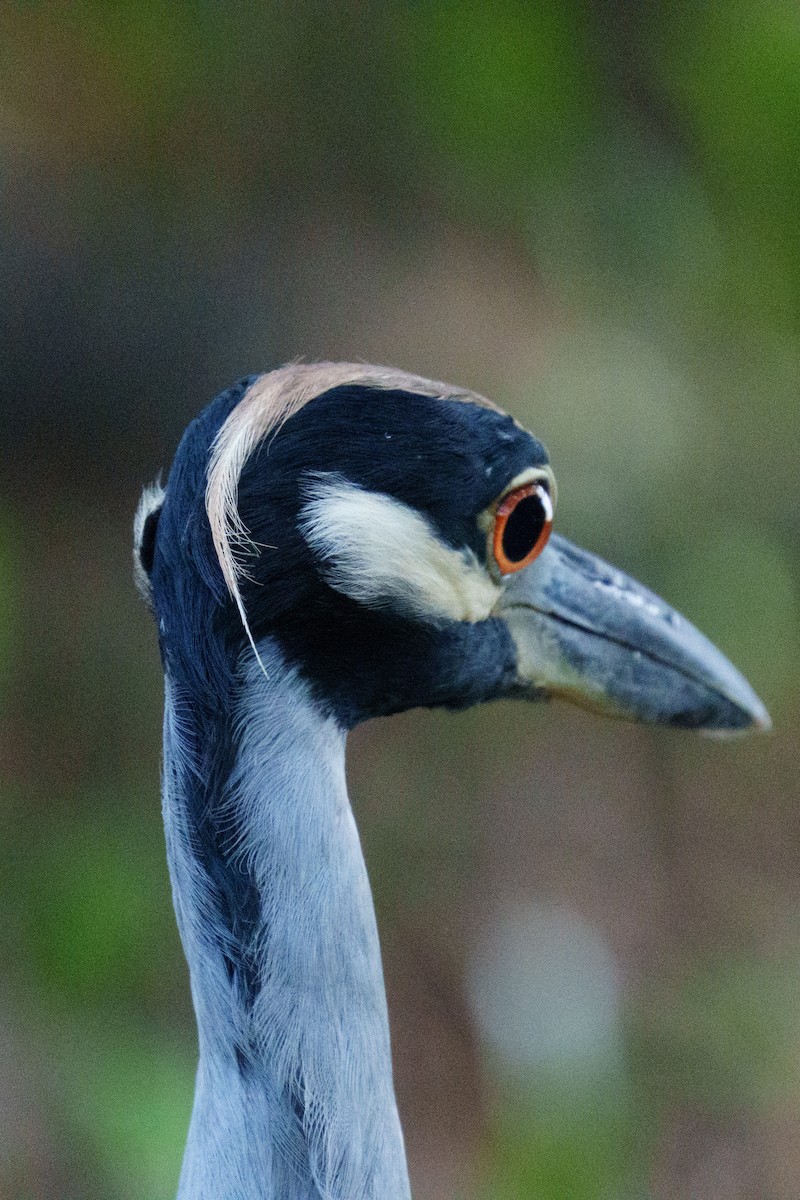 Yellow-crowned Night Heron - ML644106917