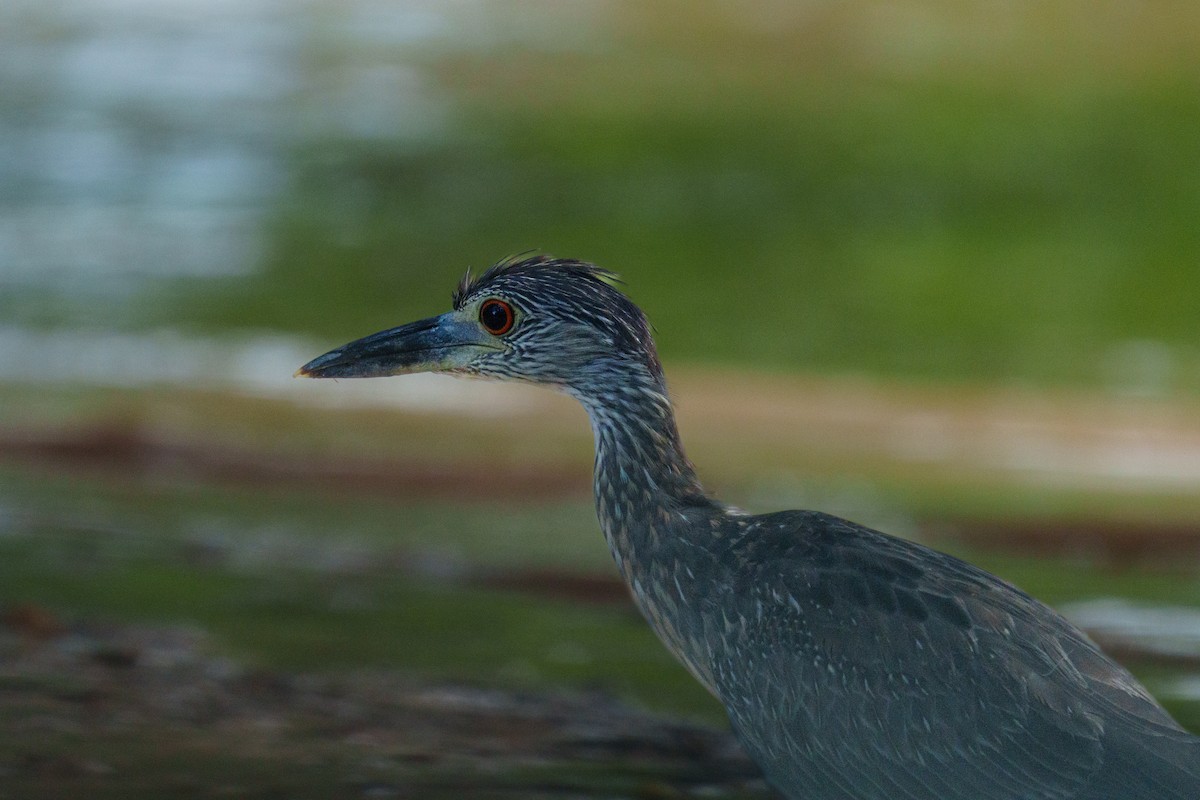 Yellow-crowned Night Heron - ML644106918
