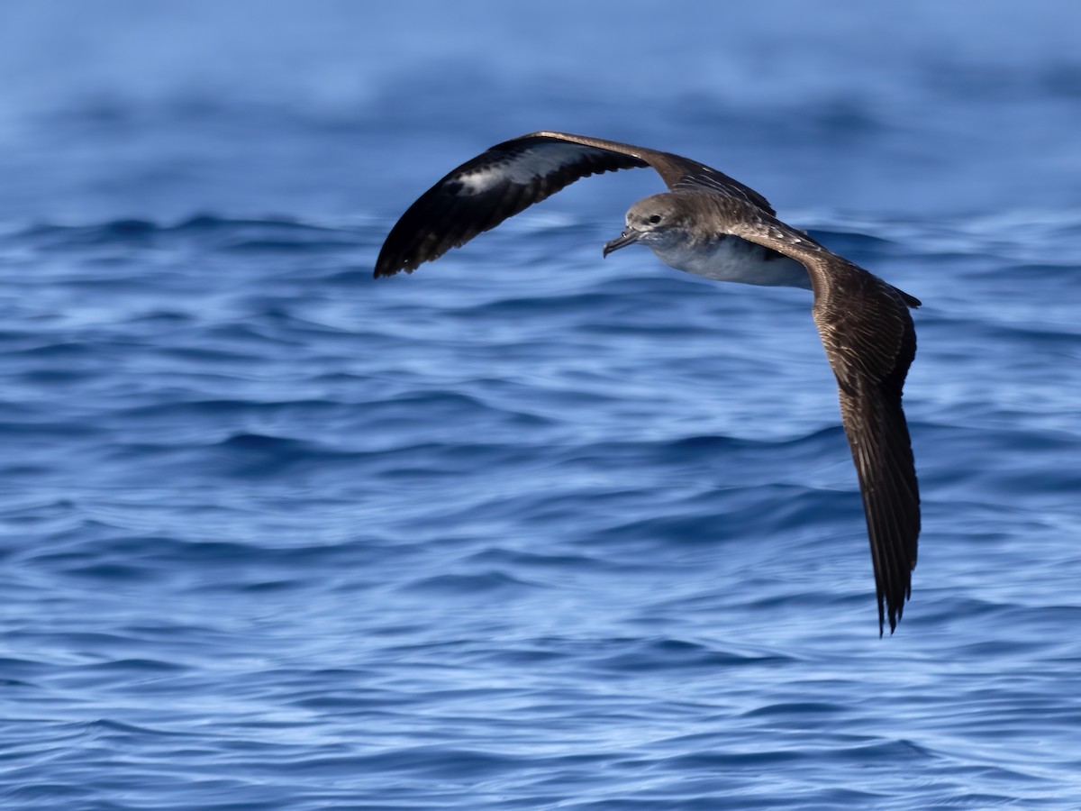 Wedge-tailed Shearwater - ML644106931