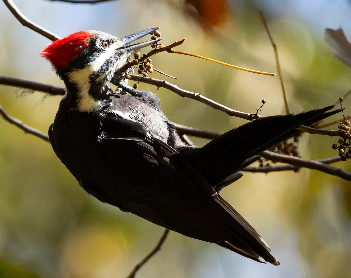 Pileated Woodpecker - ML644106988