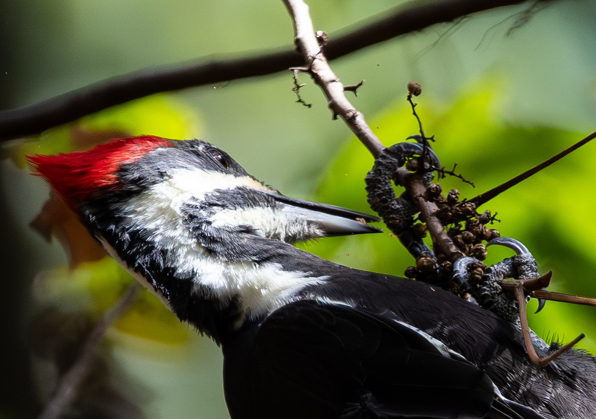 Pileated Woodpecker - ML644106990