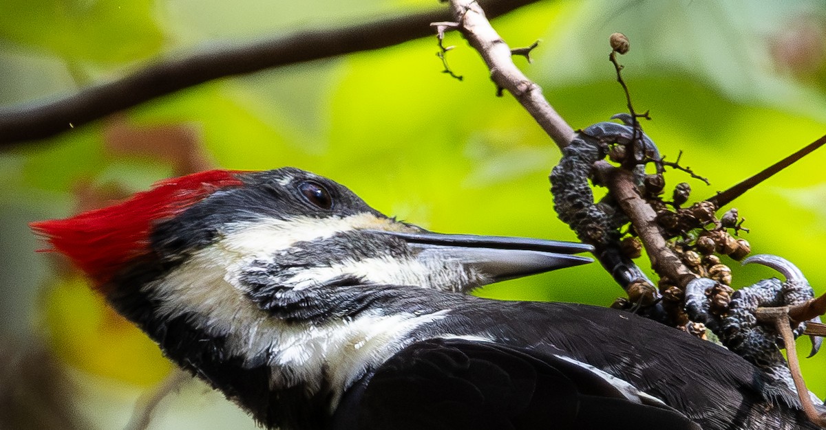 Pileated Woodpecker - ML644106991