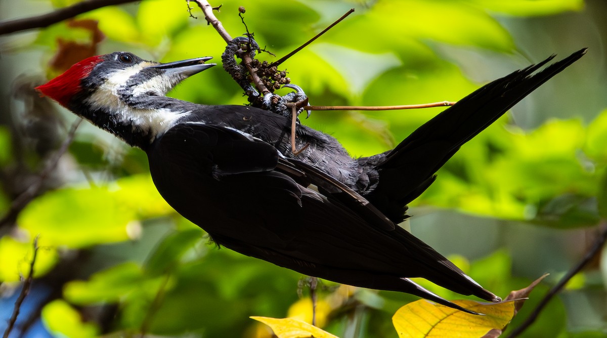 Pileated Woodpecker - ML644106992