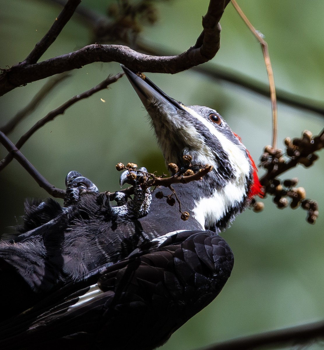 Pileated Woodpecker - ML644106993