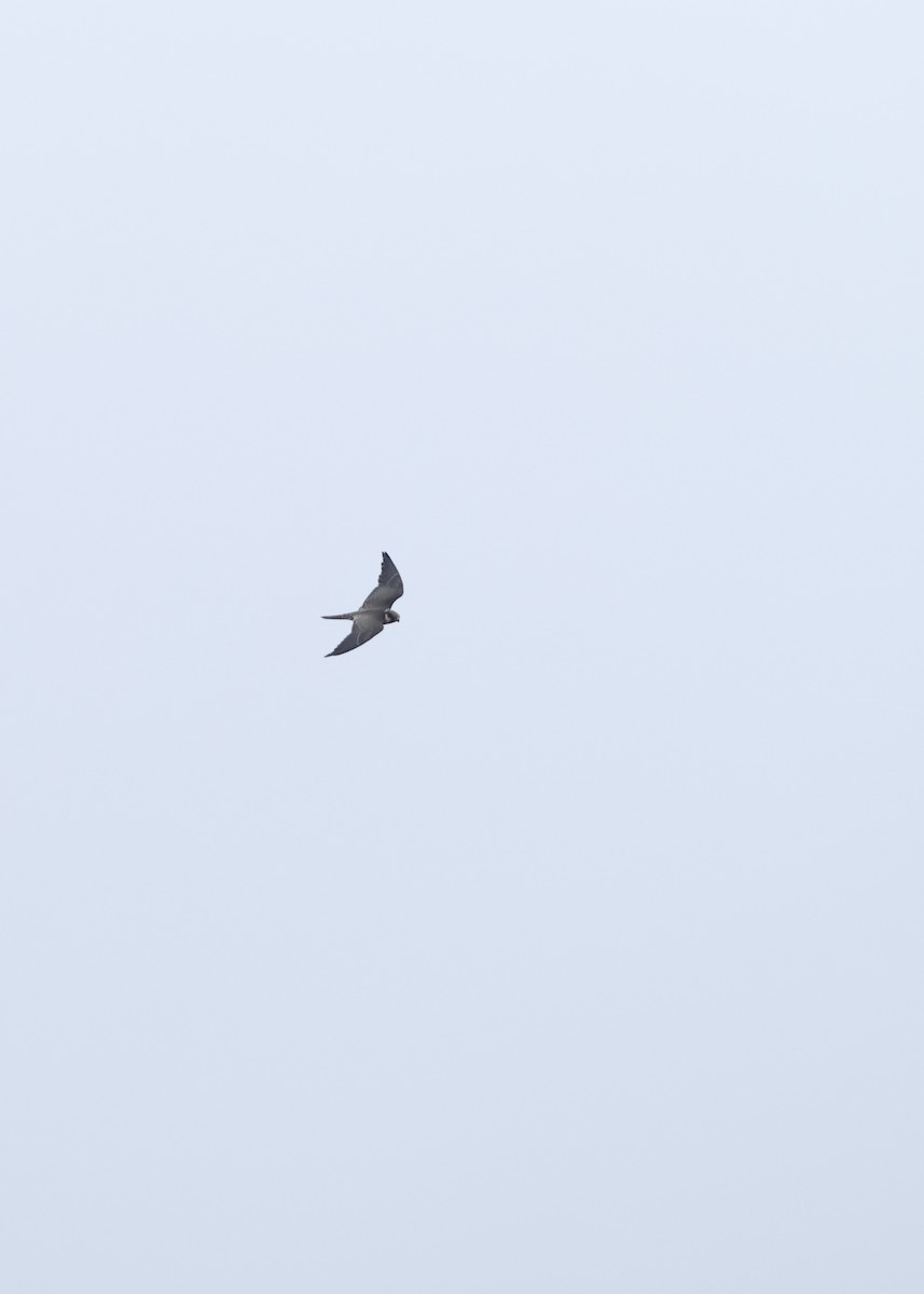 Eurasian Hobby - ML644107003