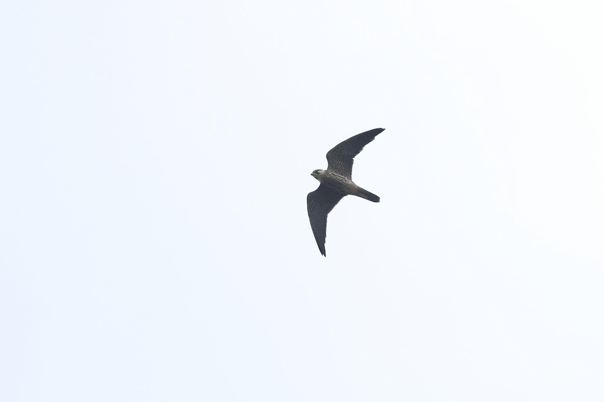 Eurasian Hobby - ML644107004