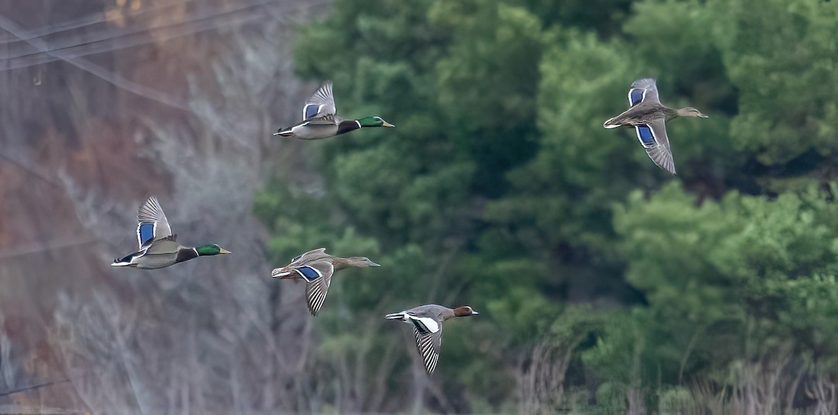 Eurasian Wigeon - ML644107016
