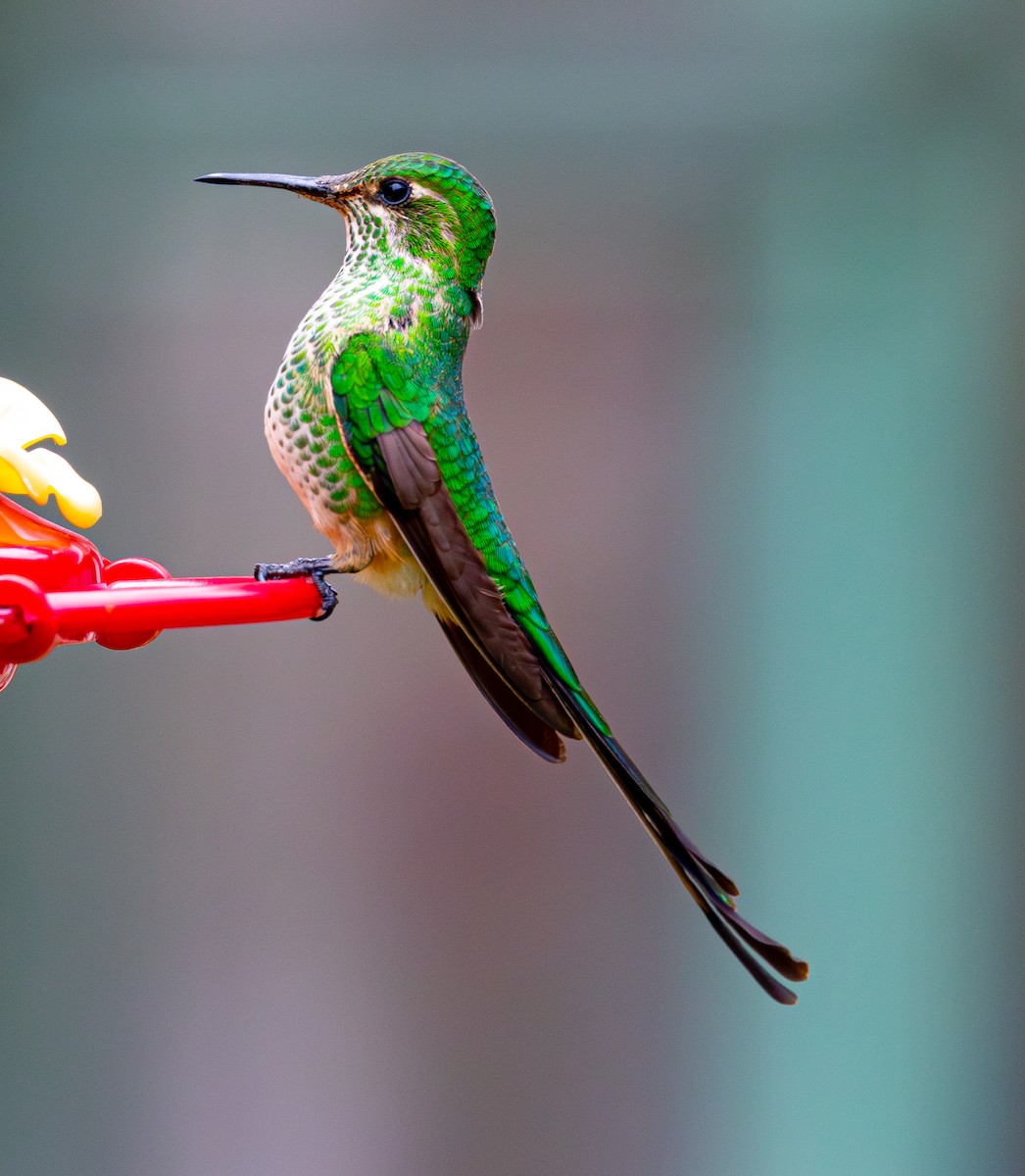 Green-tailed Trainbearer - ML644107018