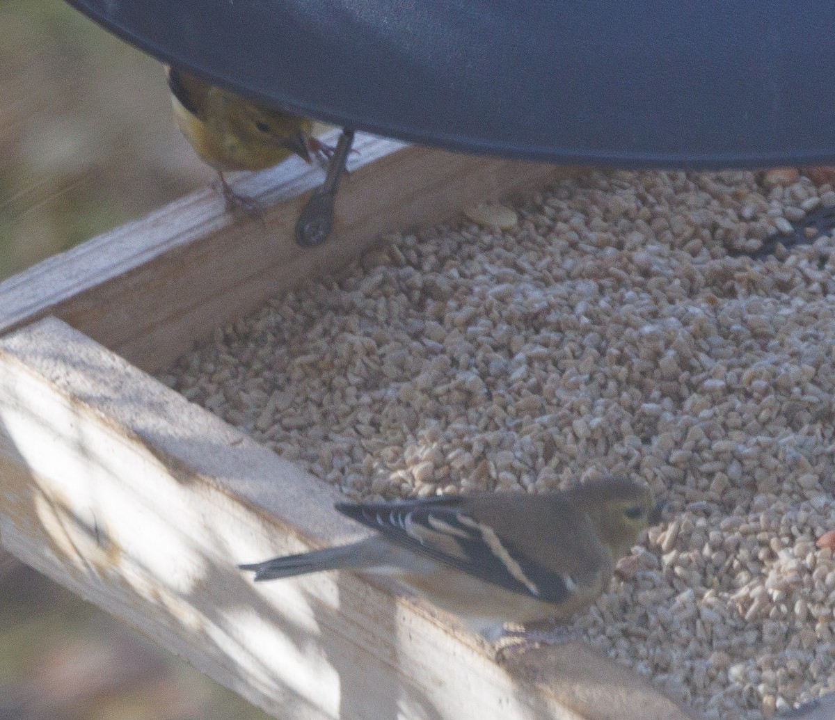 gulstillits - ML644107022