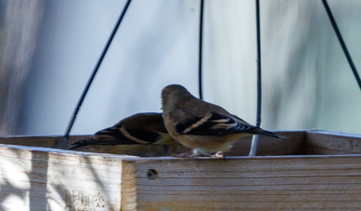 gulstillits - ML644107023