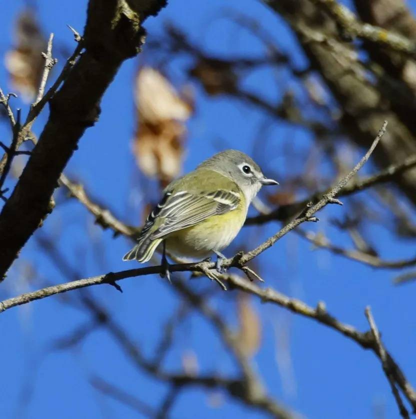 Blue-headed Vireo - ML644107024