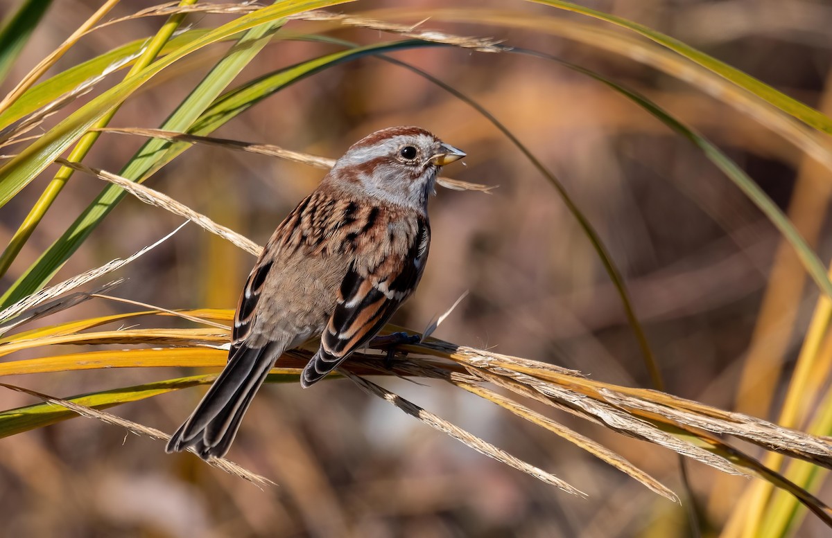 American Tree Sparrow - ML644107031