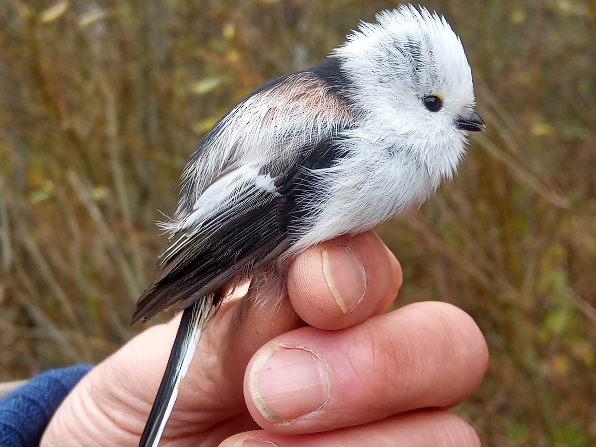 Long-tailed Tit - ML644107039