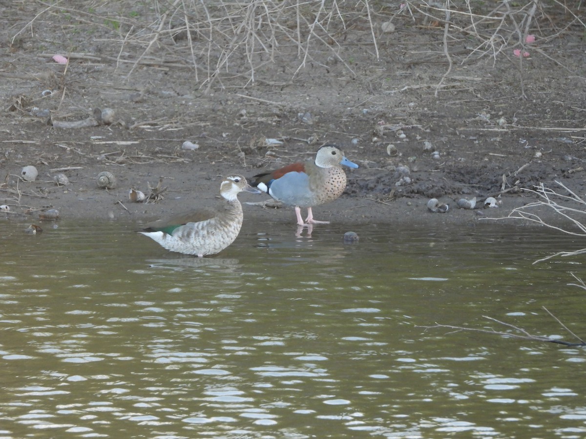 Rotschulterente - ML644107046