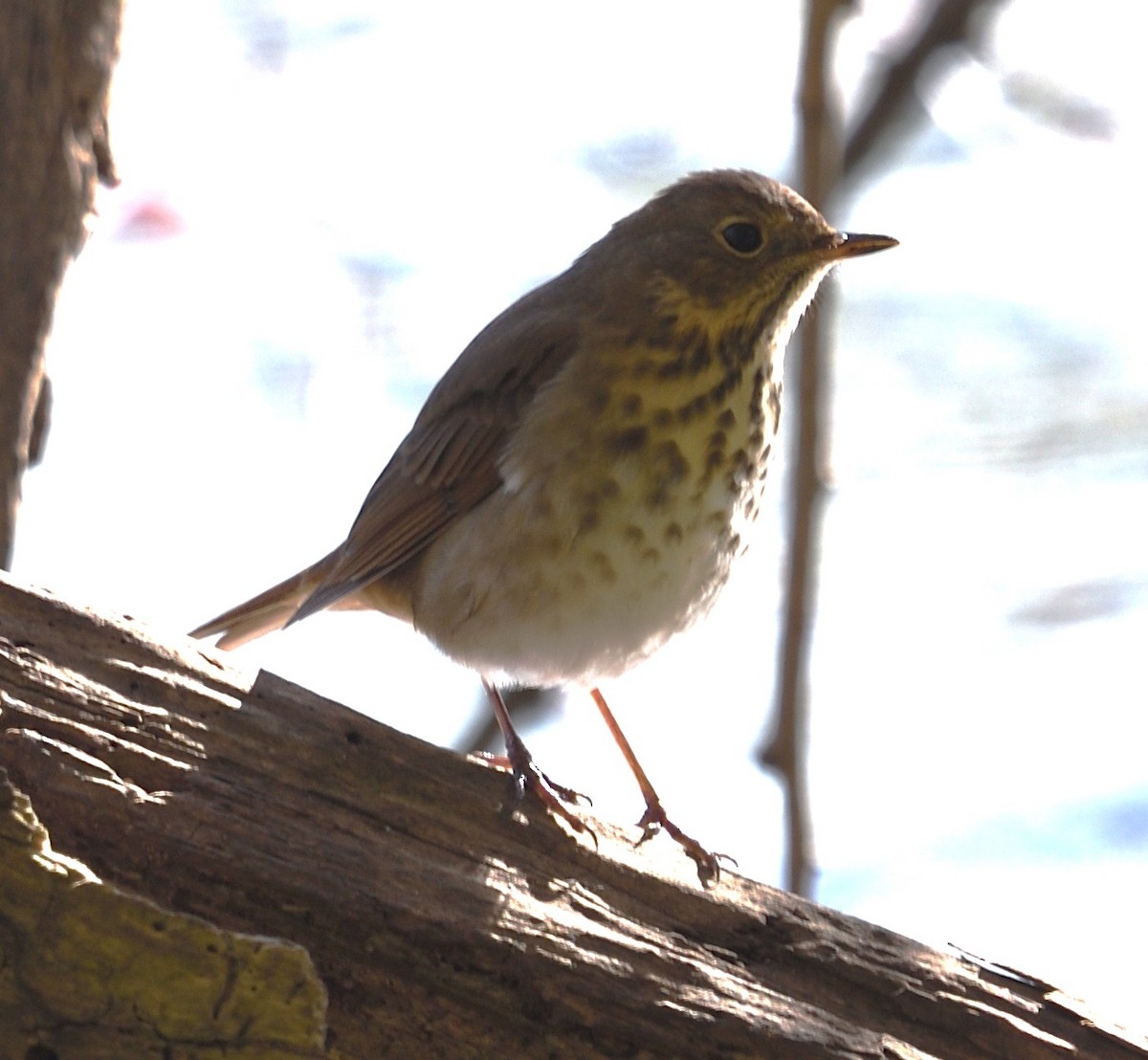 Hermit Thrush - ML644107048