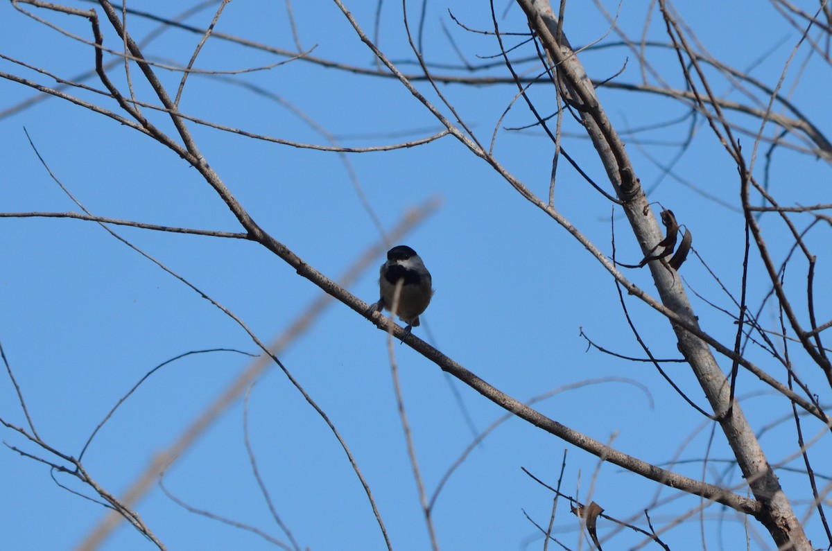 Carolina Chickadee - ML644107050