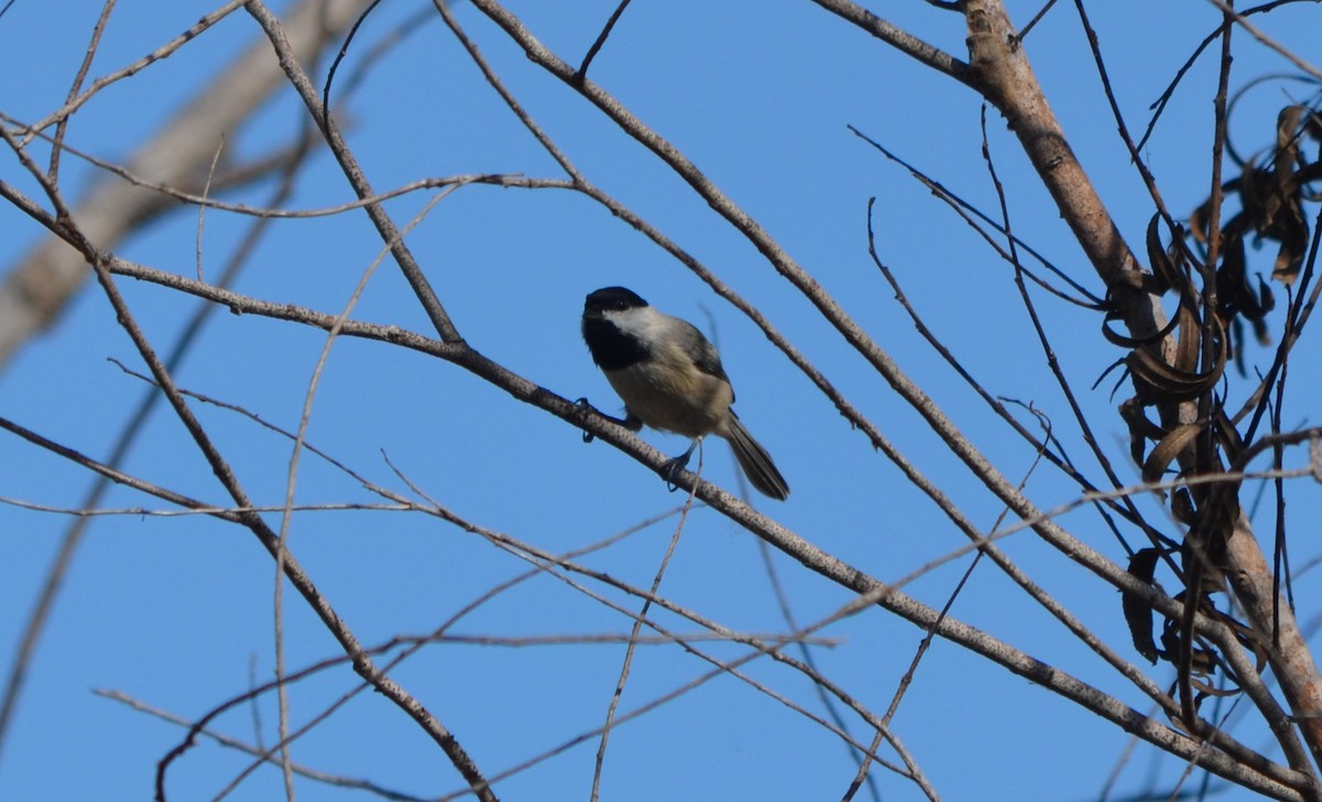 Carolina Chickadee - ML644107051
