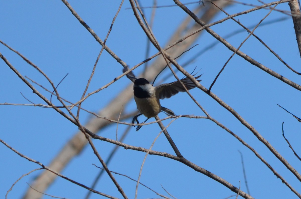 Carolina Chickadee - ML644107052