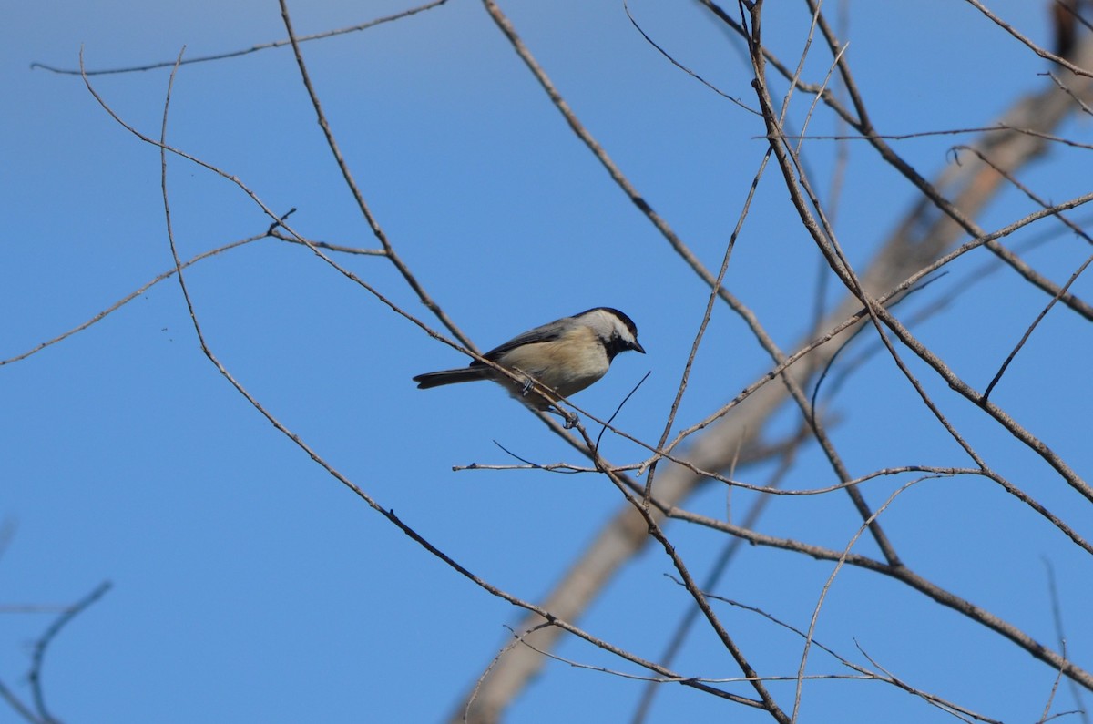 Carolina Chickadee - ML644107053