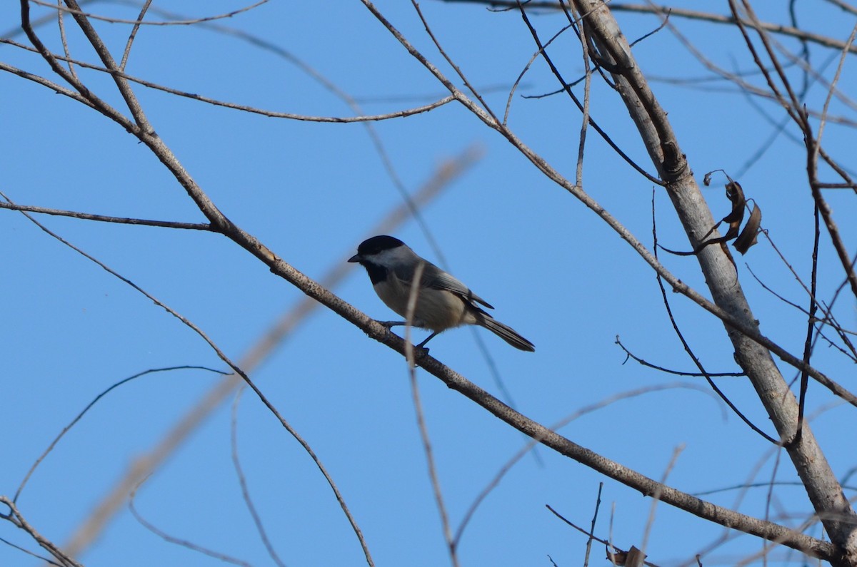 Carolina Chickadee - ML644107054