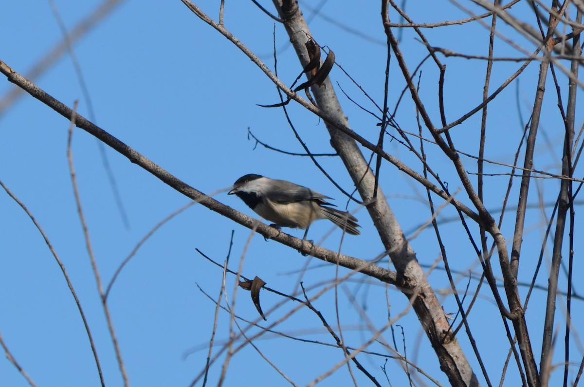 Carolina Chickadee - ML644107055