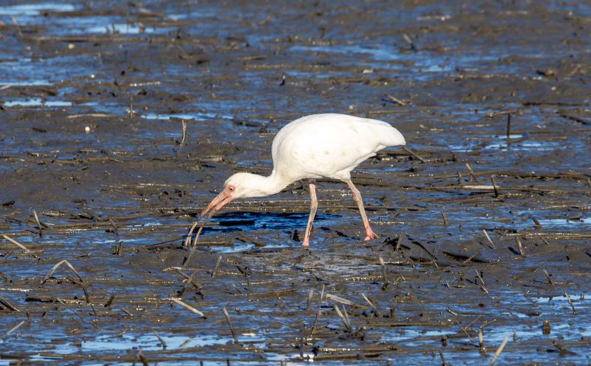 White Ibis - ML644107057