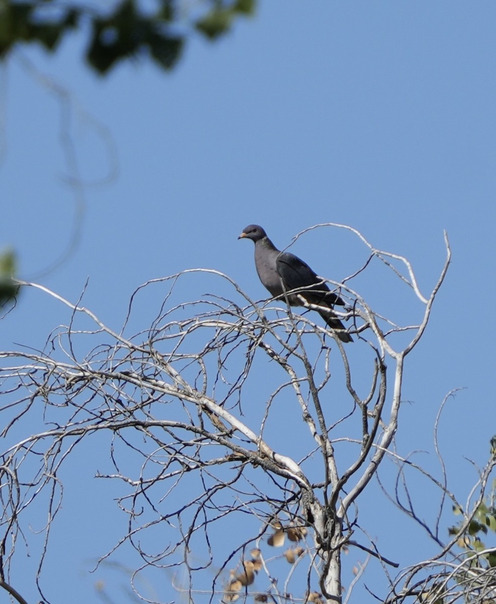 Band-tailed Pigeon - ML644107063
