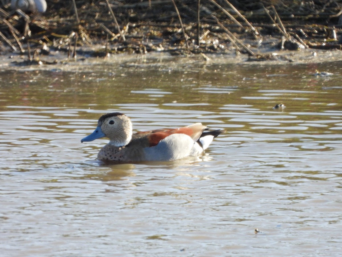 Rotschulterente - ML644107065