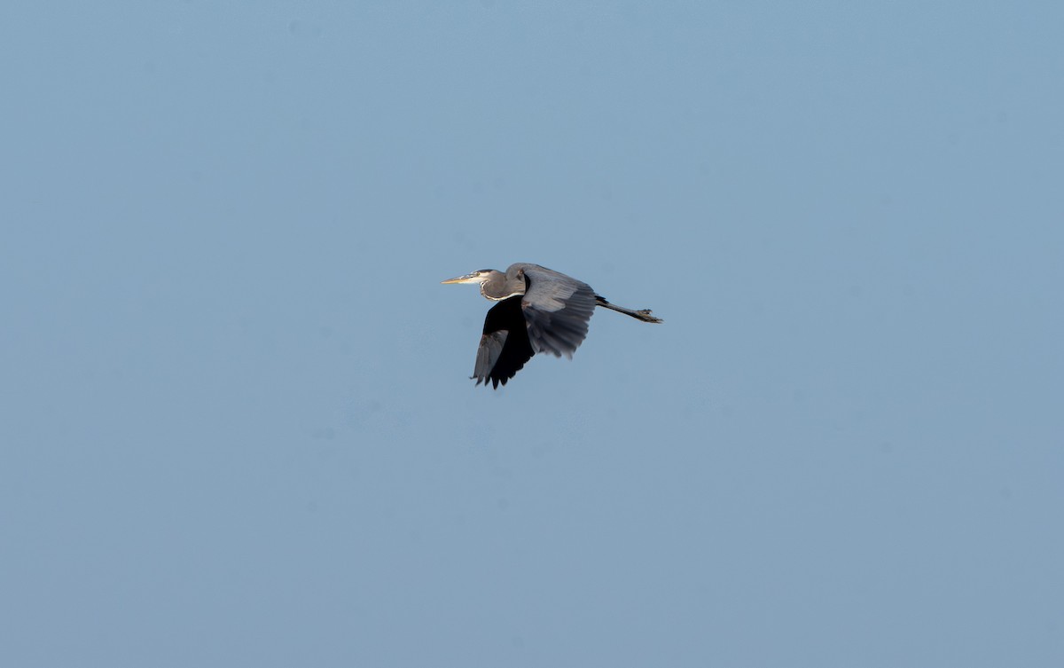 Great Blue Heron - ML644107066