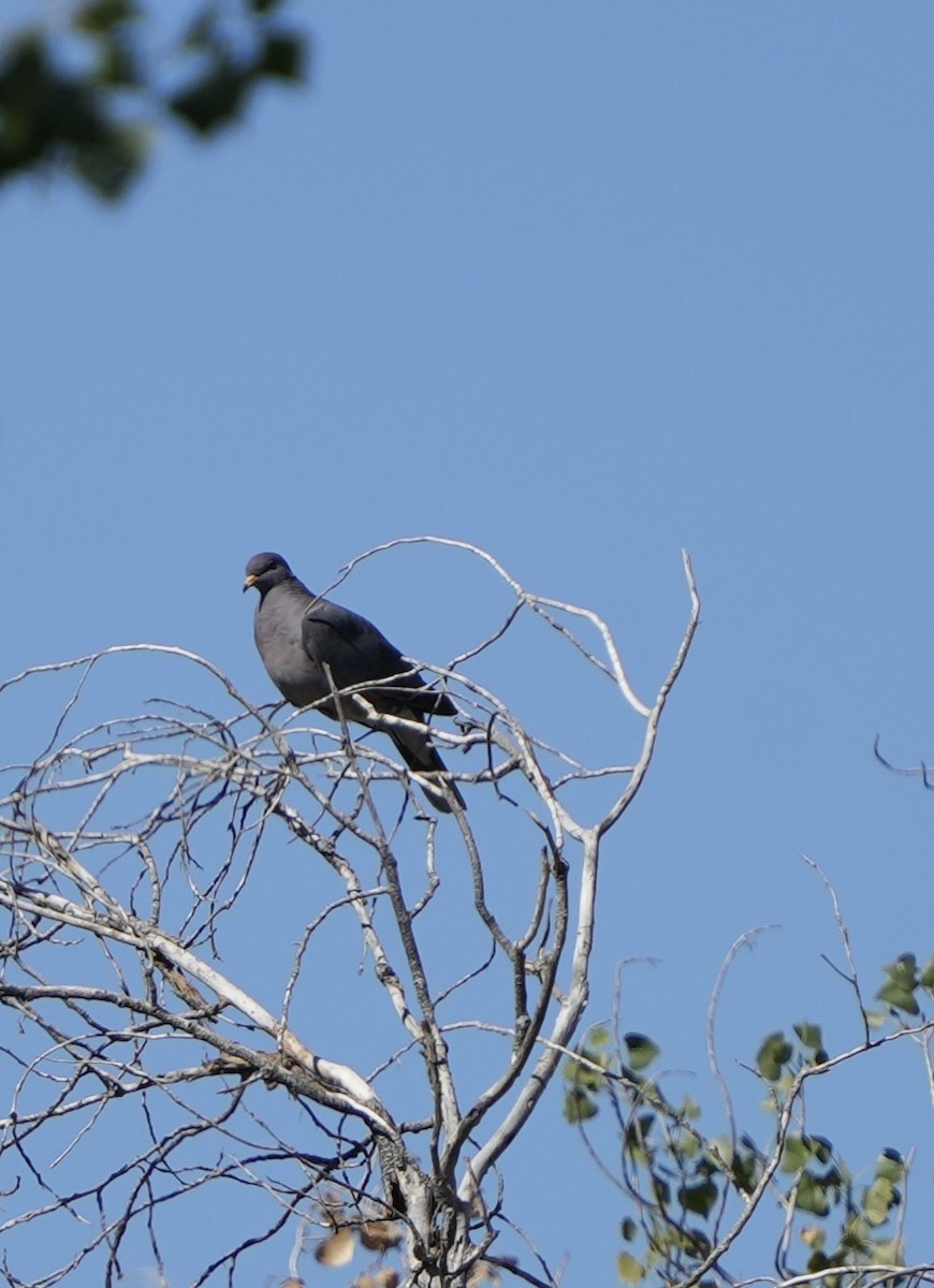Band-tailed Pigeon - ML644107067