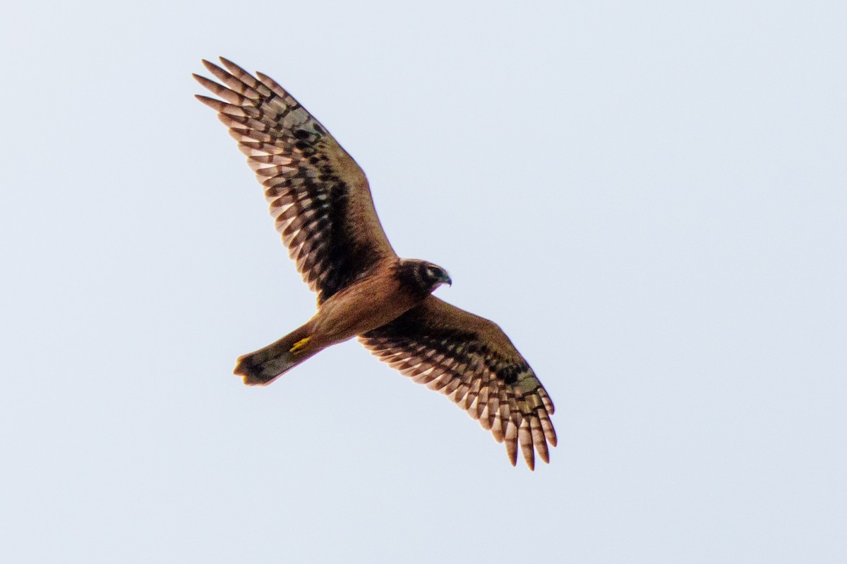 Northern Harrier - ML644107071