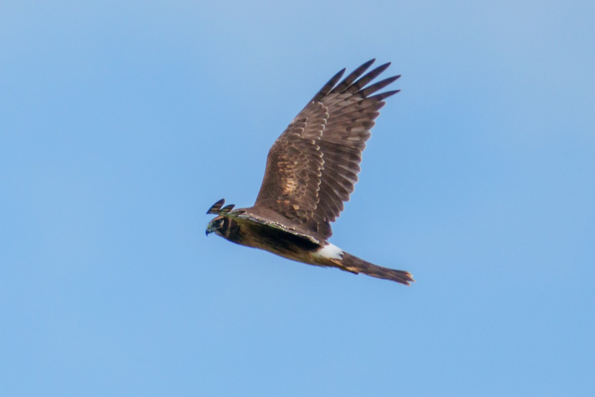 Northern Harrier - ML644107072