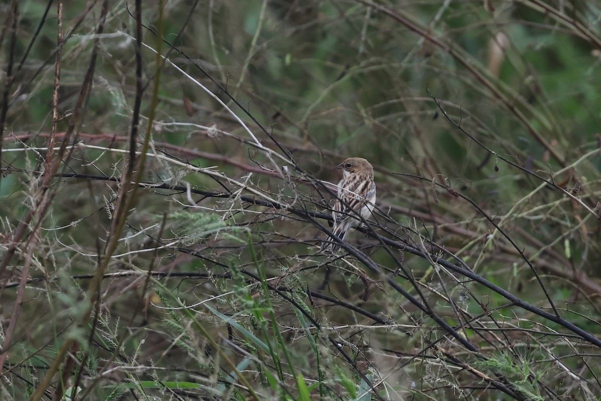シベリアジュリン - ML644107073