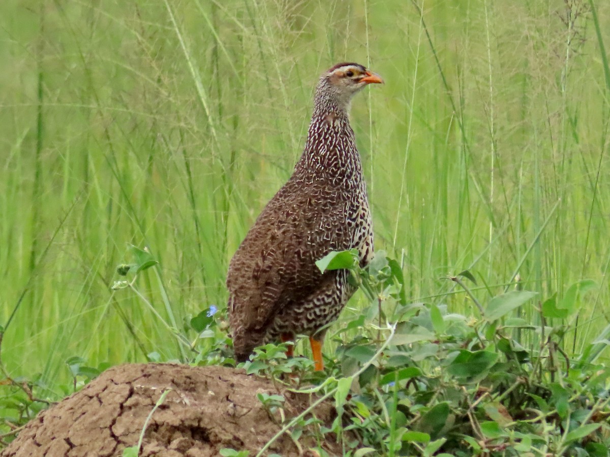 Red-necked Spurfowl (Cranch's) - ML644107108