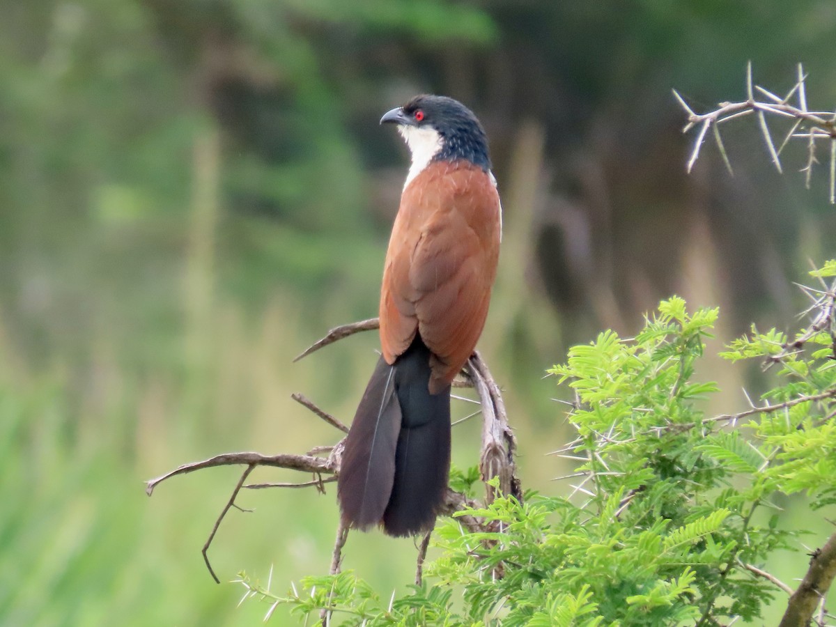 セネガルバンケン - ML644107119