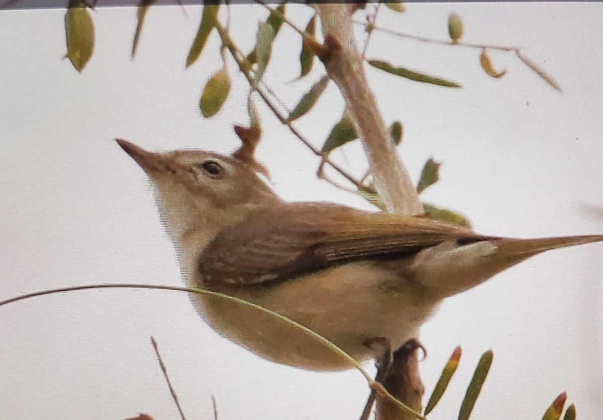 zelenáček švitořivý/západní - ML644107124