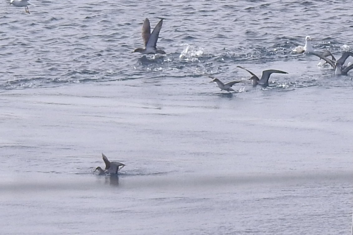 Scopoli's Shearwater - ML644107133