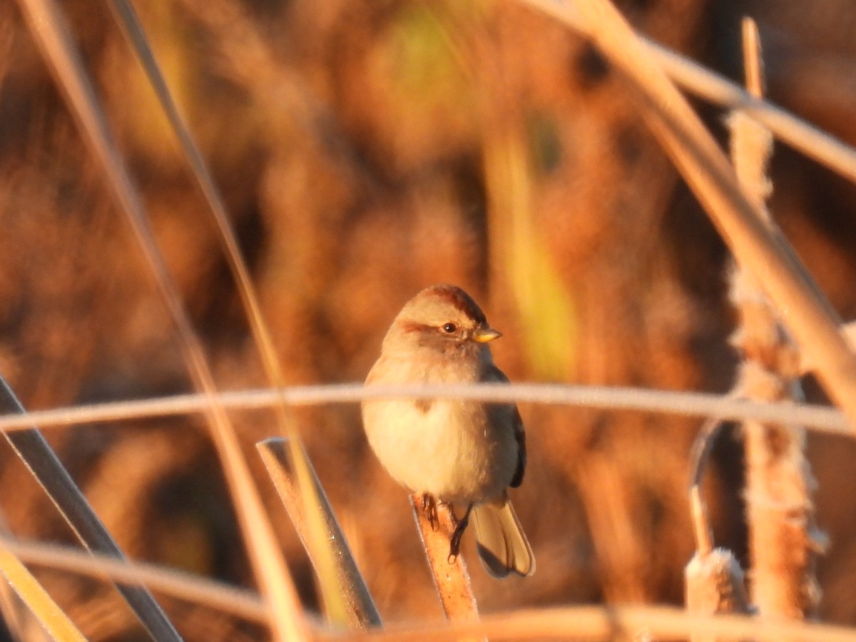 American Tree Sparrow - ML644107166