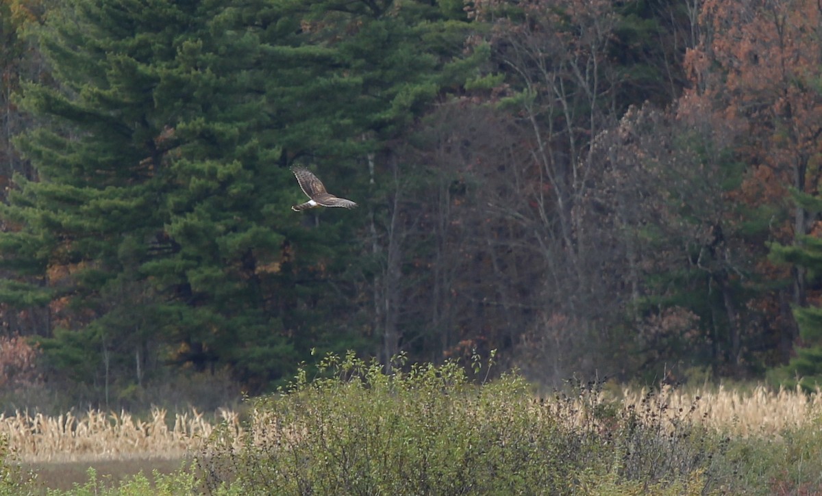 Northern Harrier - ML644107179