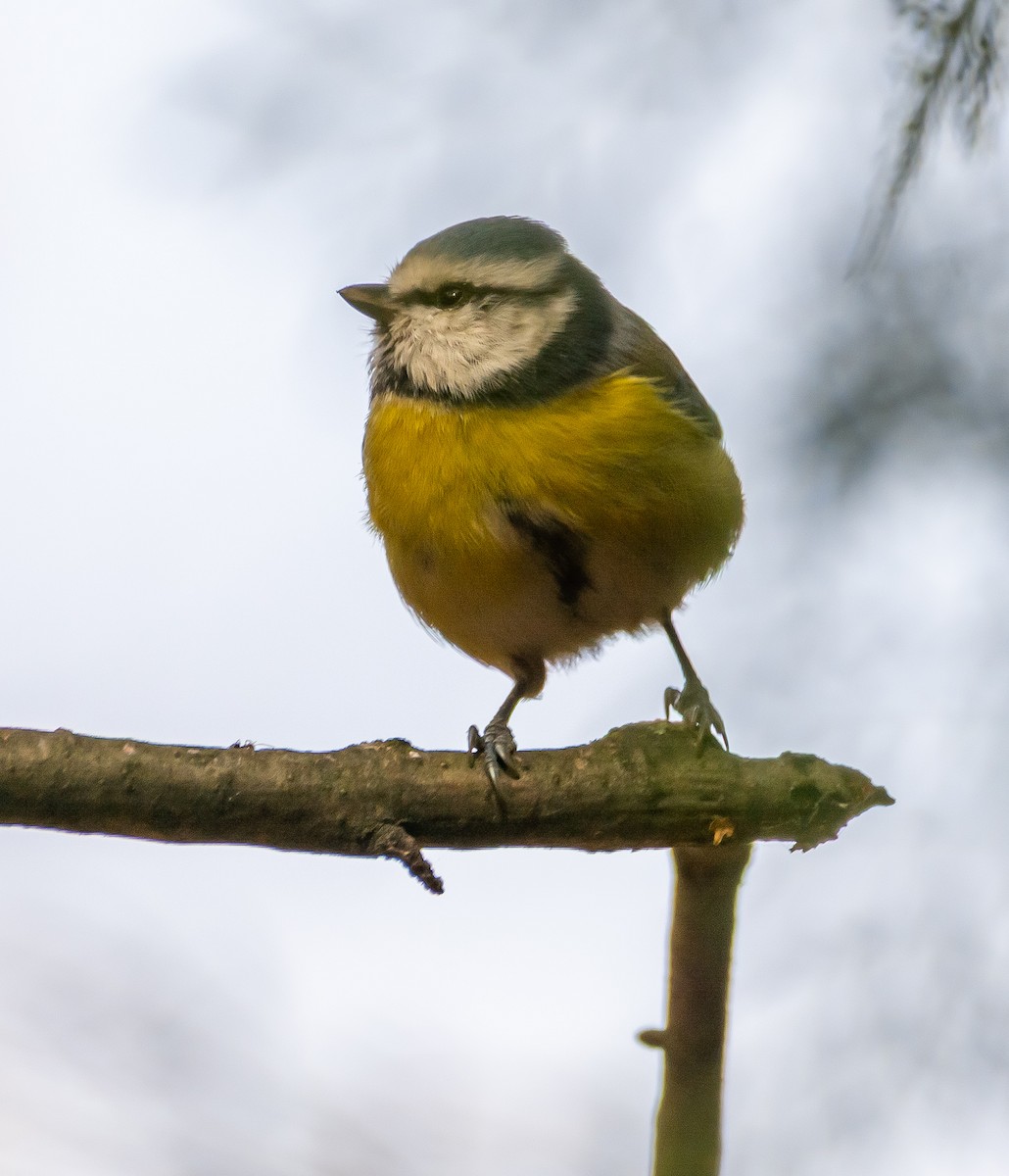 Eurasian Blue Tit - ML644107180