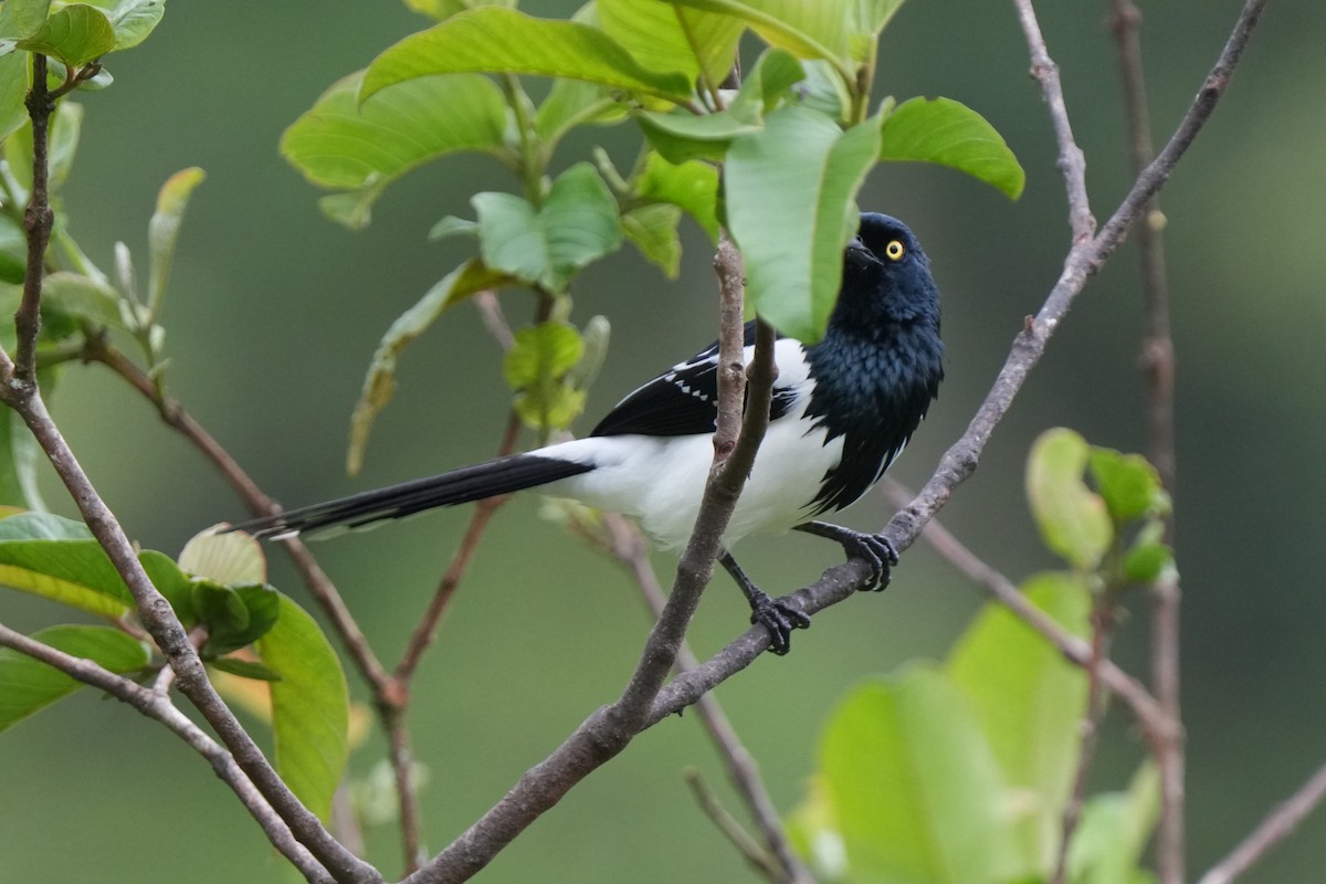 Magpie Tanager - ML644107181