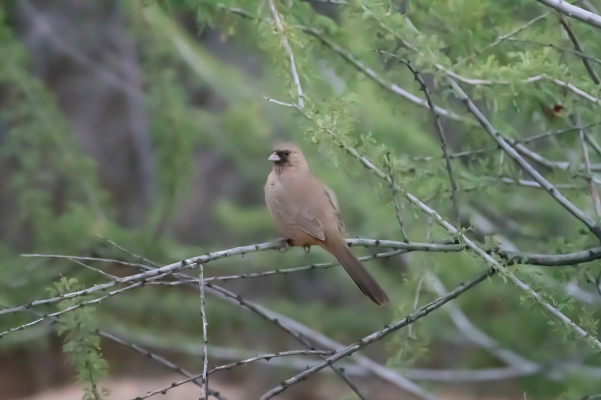 Abert's Towhee - ML644107196
