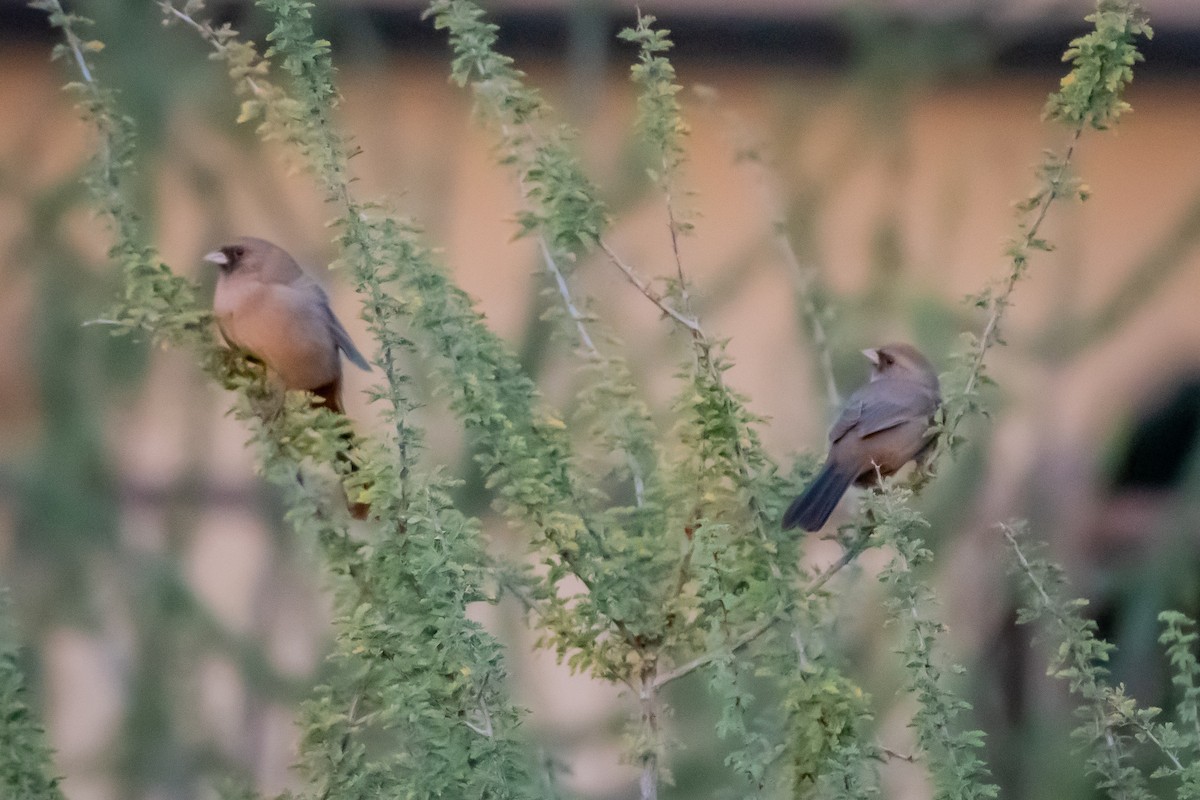 Abert's Towhee - ML644107197