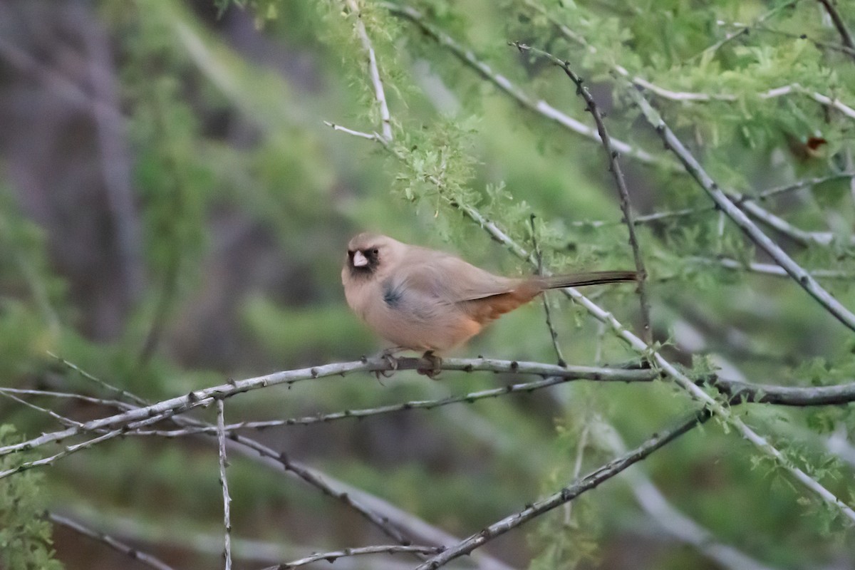 Abert's Towhee - ML644107198