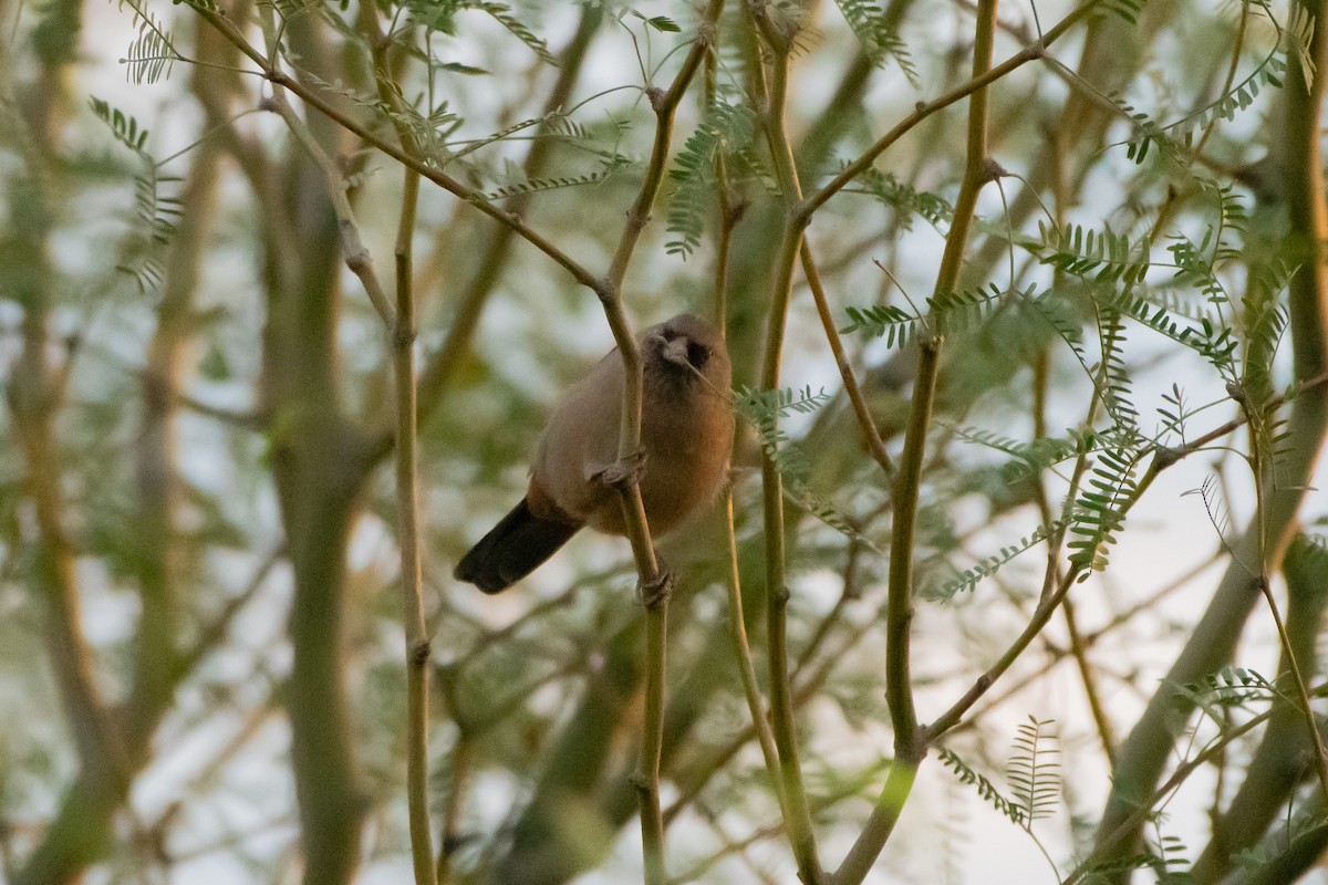 Abert's Towhee - ML644107199