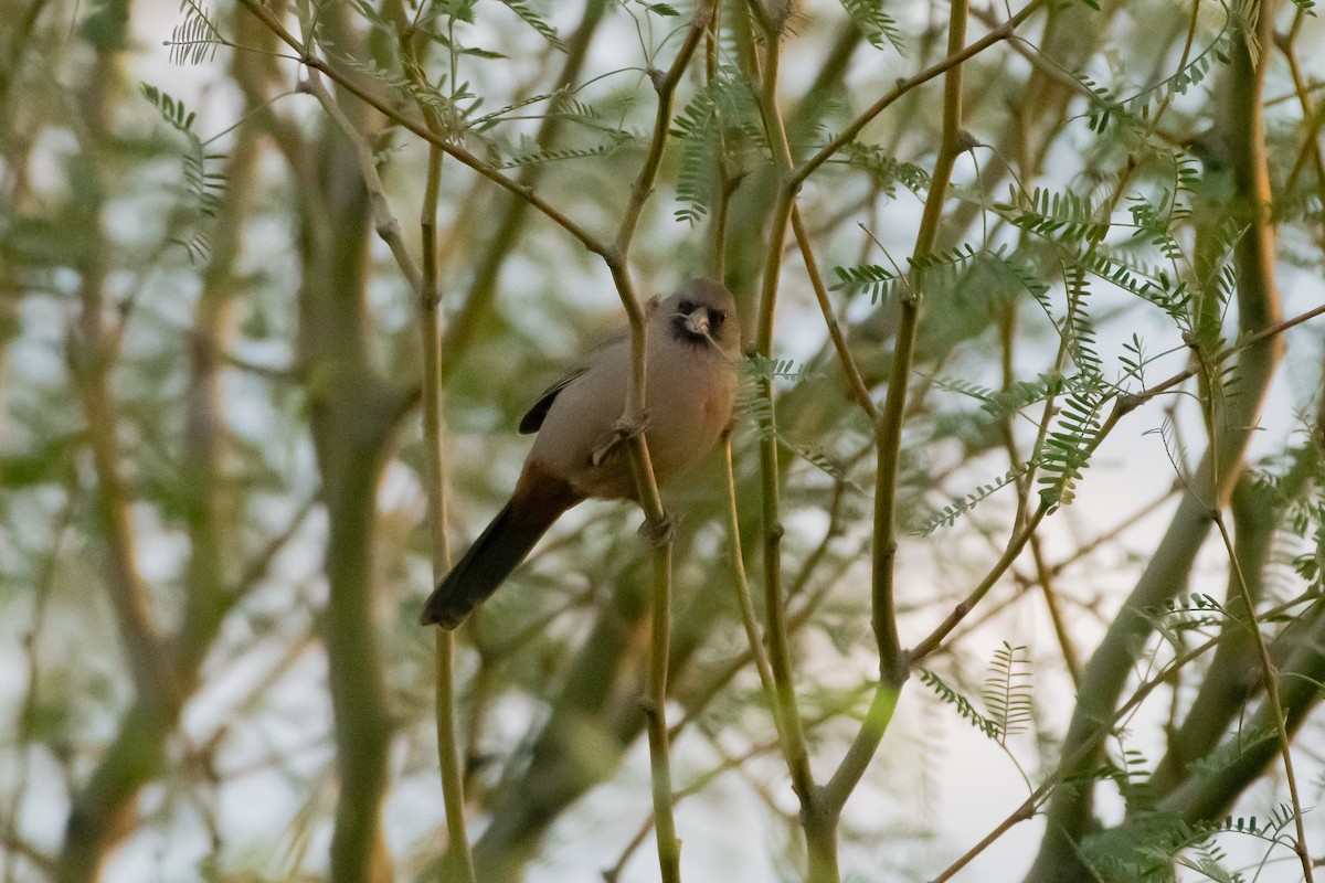 Abert's Towhee - ML644107200