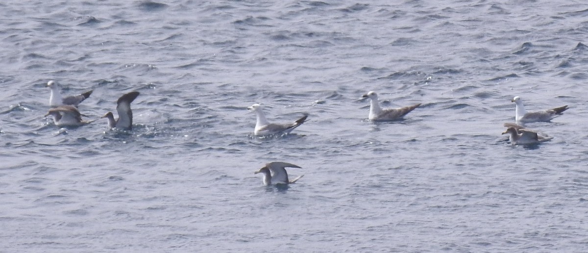 Scopoli's Shearwater - ML644107202