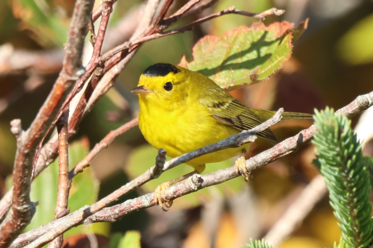Wilson's Warbler - ML644107203
